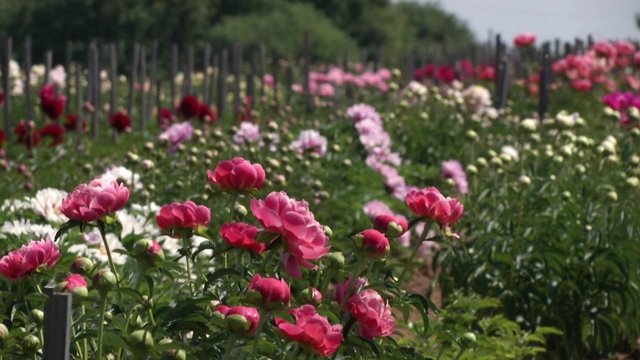 Kad rožės sode plyštų žiedais: parodė dažniausias sodininkų daromas klaidas