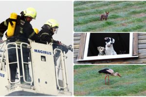Ugniagesiai išgelbėjo lapiuką, šuniuką ir gandriuką