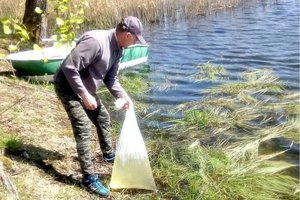 Rokiškio rajono ežeruose padaugėjo plėšrūnių