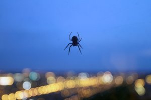 Kodėl niekada savo namuose neturėtumėte nužudyti voro