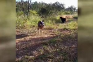 Šeimininkas nustebo: šuo iš laukų parsivedė grėsmingą draugą