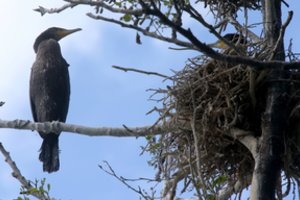 Kormoranai atrado naujus namus. Vietos žvejai jau dėl to pyksta