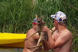 Ūlos upe plaukusiems poilsiautojams teko gelbėti bejėgį stirniuką