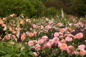 Kaune prasidėjo neįprastas masinis rožių žydėjimas