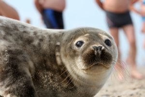 Radinys Karklėje pašiurpino praeivius: ruoniui nupjovė galvą