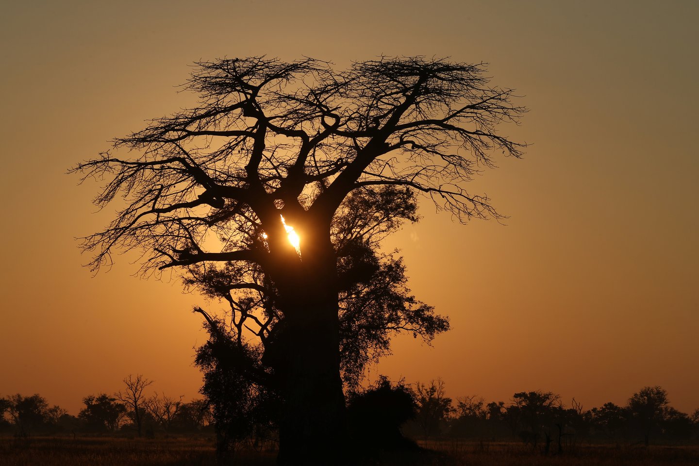  Tarp devynių nunykusių medžių yra keturi didžiausi Afrikos baobabai.<br> Scanpix nuotr.