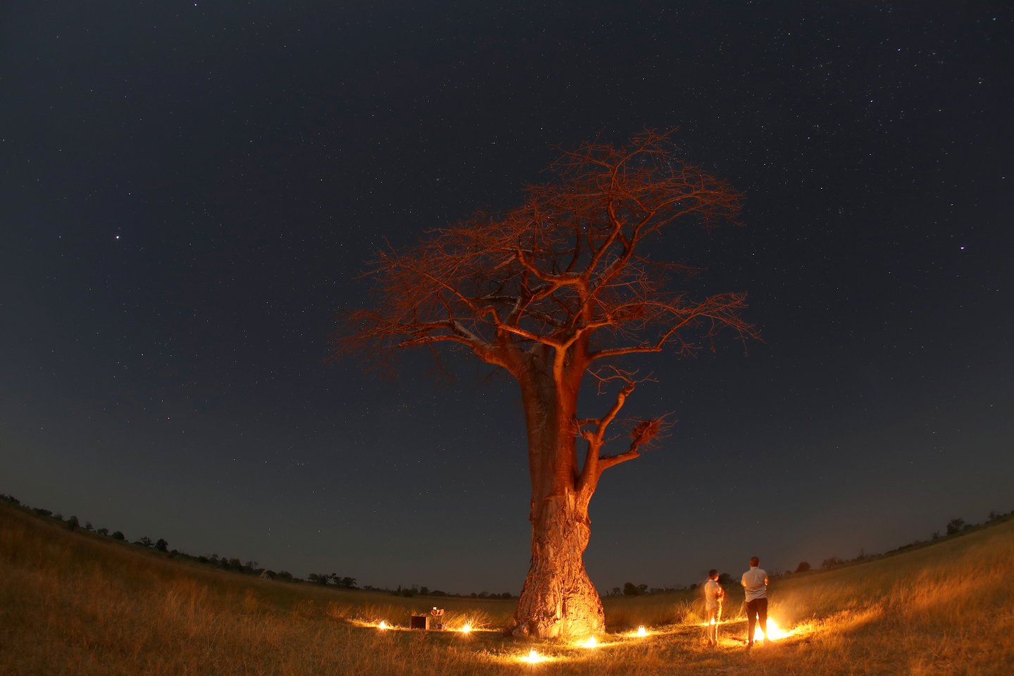  Tarp devynių nunykusių medžių yra keturi didžiausi Afrikos baobabai.<br> Scanpix nuotr.