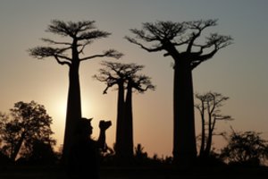 Staiga nudžiuvo 2500 metų sulaukę seniausi pasaulyje medžiai – baobabai