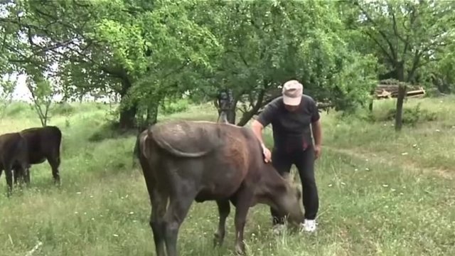 Karvės kelionės istorija – nuklydusi į Serbijos teritoriją vos liko gyva