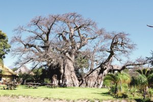 Amžini medžiai pradėjo kristi tarytum musės