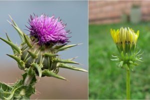 Žolininkas Virgilijus Skirkevičius: kiekviename patvoryje randamų augalų nauda – beribė