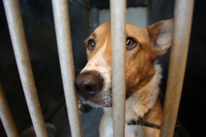 Kraupi drama: kalytę kankino į kaklą įaugusi grandinė 