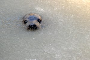 Prie Palangos jūros bangos į krantą išplovė dar vieną kraupų radinį