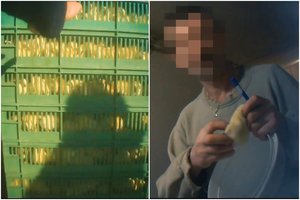 Paviešinti slapti vaizdo įrašai iš paukštyno Lenkijoje: ir jūs tai valgote?