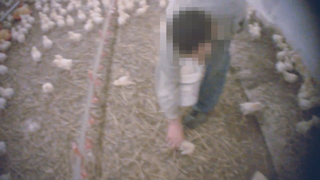 Slapti vaizdai iš Lenkijos paukštynų: parodė, kokių viščiukų mėsą veža į Lietuvą