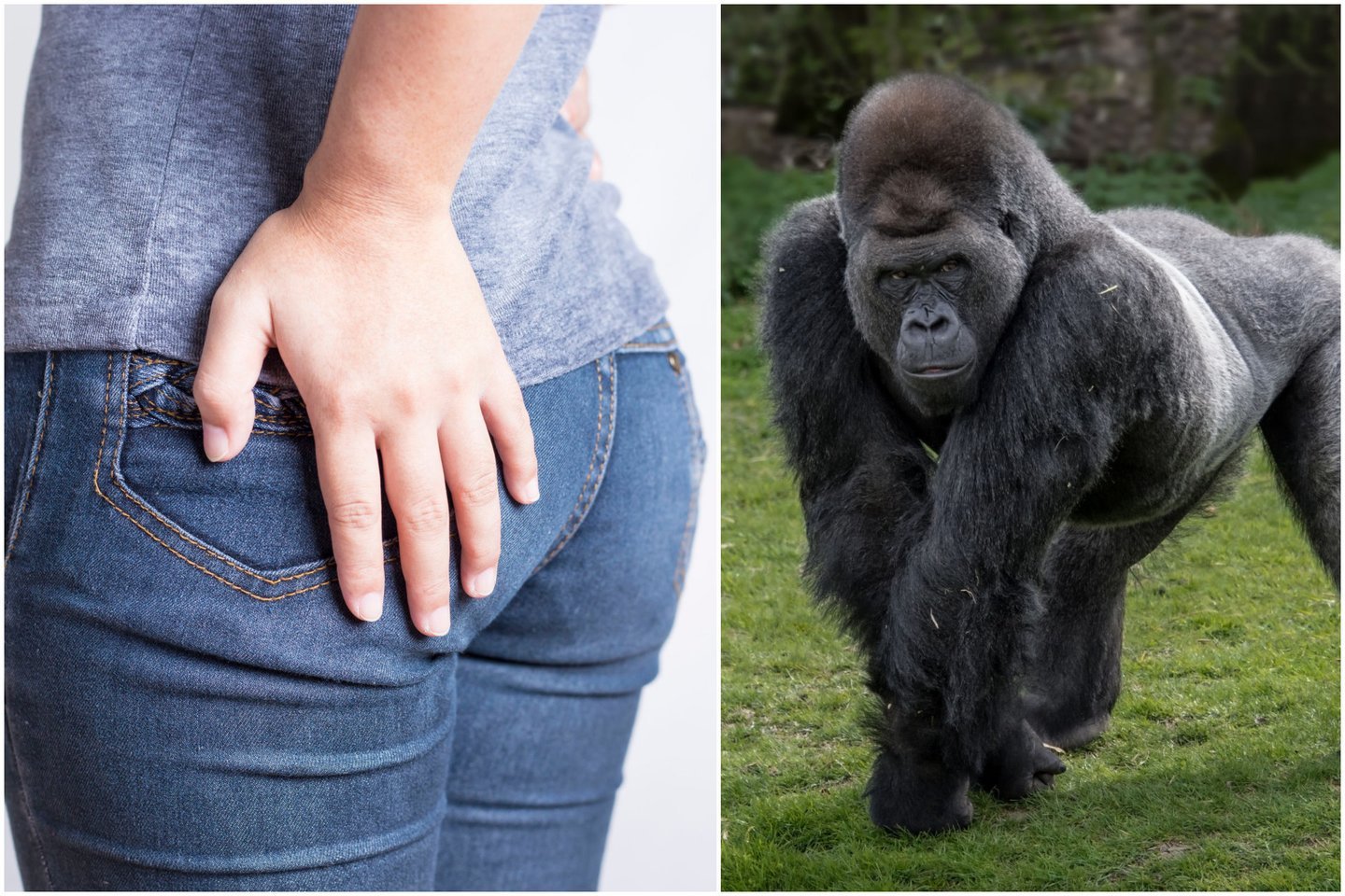  Gorilos ir šimpanzės taip pat gali vaikščioti dvejomis kojomis, tačiau tik labai trumpą laiką.<br> 123rf.com nuotr.