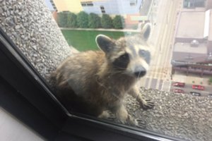 Kraują stingdantį meškėno poelgį pasaulis stebėjo užgniaužęs kvapą