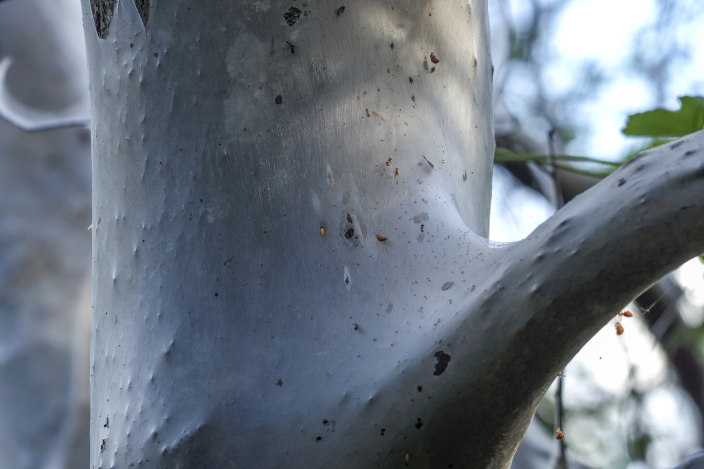  Butėnų kaime aptiktas medis aptrauktas kandžių lervų nunertu tinklu.<br> V. Ščiavinsko nuotr.