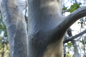 Miške prie Šventosios upės klaidžiojęs vyras nustėro: pirmą kartą tai matau