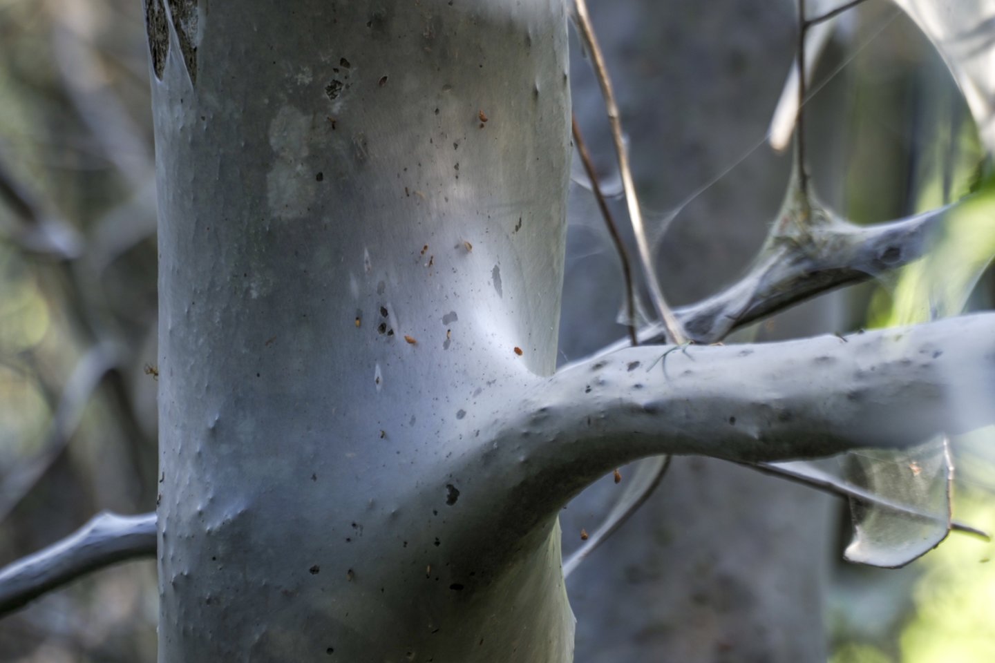  Butėnų kaime aptiktas medis aptrauktas kandžių lervų nunertu tinklu.<br> V. Ščiavinsko nuotr.