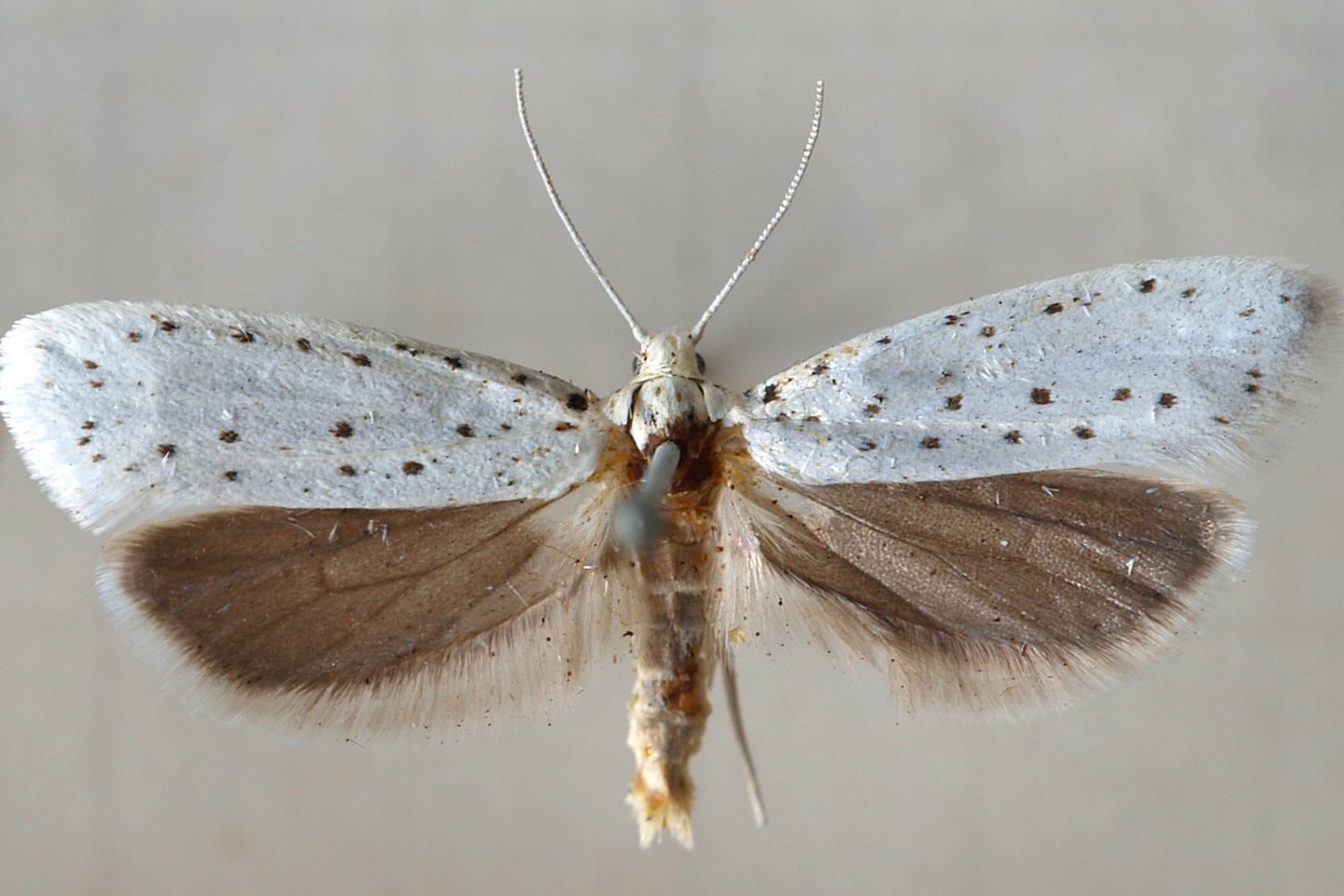  Šermuonėlinės ožekšninės kandys –nedideli drugeliai, kurių kūnas – baltas su juodais taškučiais.<br> Wikipedia nuotr.
