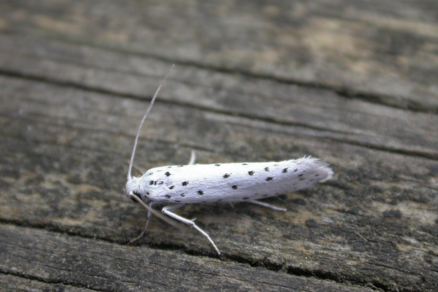  Šermuonėlinės ožekšninės kandys –nedideli drugeliai, kurių kūnas – baltas su juodais taškučiais.<br> Wikipedia nuotr.