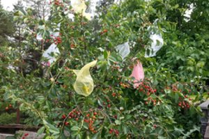 Mano tėvai nuo paukščių mokėjo apsaugoti uogas – gal tai padės ir jums