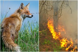 Per plauką nuo tragedijos: lapė Neringoje padegė mišką