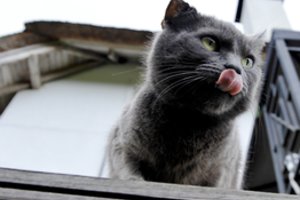 Žmonių žiaurumui nėra ribų: blaivus vyras Vievyje kojomis mirtinai sutrypė katiną