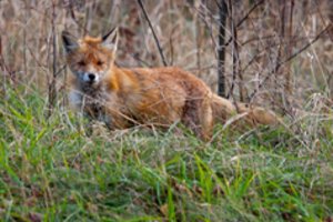 Paaiškėjo miško gaisrą Pervalkoje sukėlusios lapės likimas