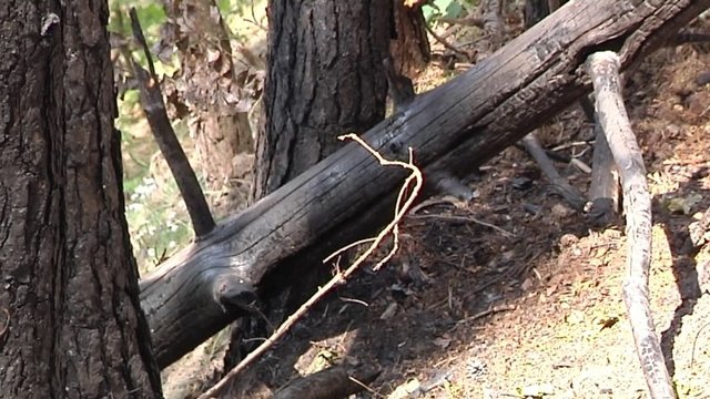 Neįprastas įvykis sausros nualintame miške – gaisrą sukėlė lapė