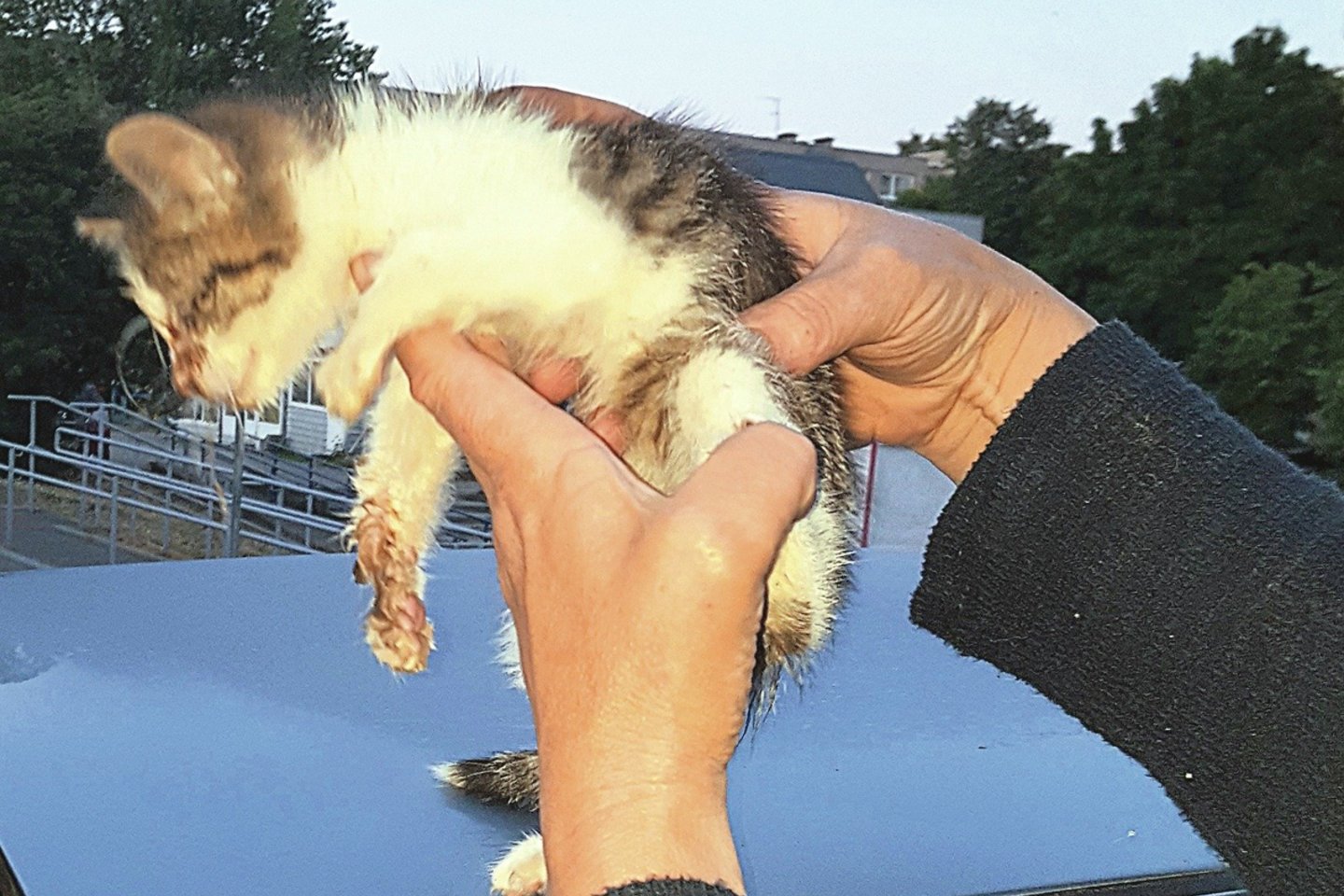Šį katės jauniklį gyventojams pavyko išgelbėti iš aklinai užkalto rūsio.