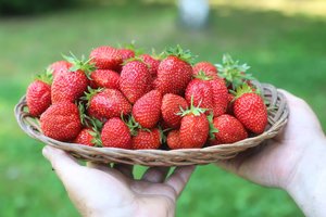  Šeimininkės atrado gudrybę, kaip šviežias braškes išsaugoti net tris kartus ilgiau