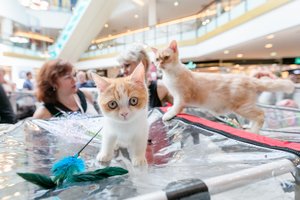 Vilniečiai neatsispyrė gražiausioms katėms iš Europos