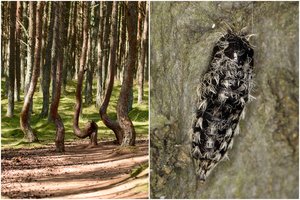 Kuršių neriją atakuoja pavojingi parazitai: to nebuvo 10 metų