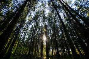 Sėkmės istorija: kaip parduodant mišką gauti geriausią kainą?