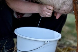 Ramina dėl radioaktyvaus pieno skandalo: iš Ukrainos į Lietuvą jis nepatenka