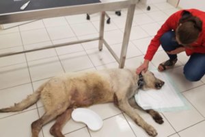 Žinomas menininkas emigravo iš Lietuvos ir paliko myriop savo šunį