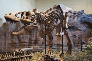 Dinozaurų fosilijas ištyrę mokslininkai pateikė netikėtą faktą