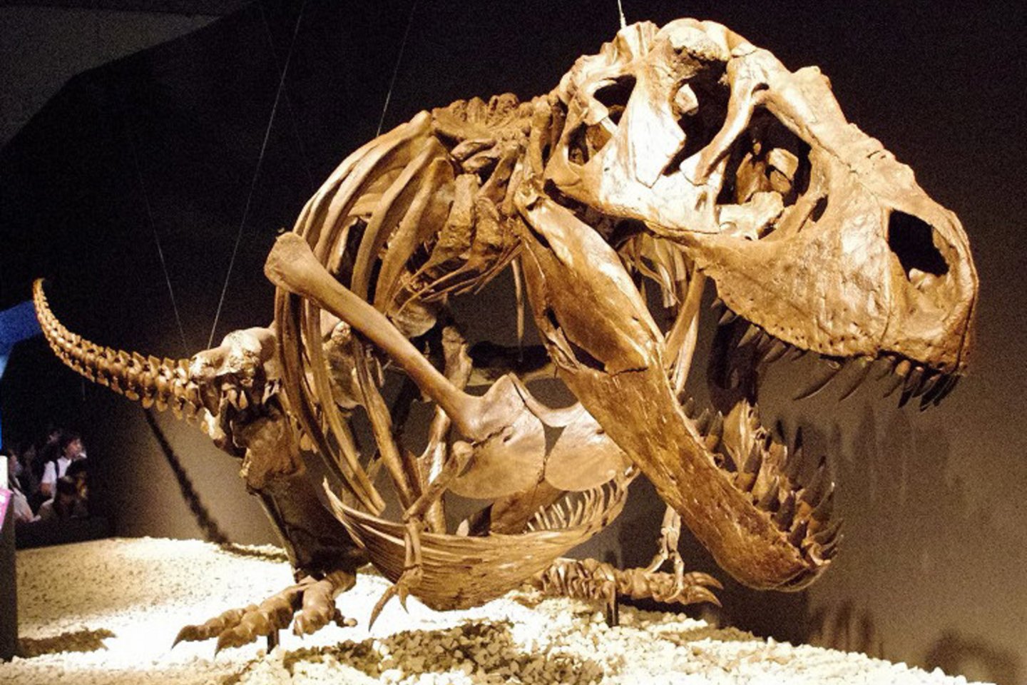  Labai tikėtina, kad seniai išnykusių Tyrannosaurus rex liežuvis buvo prisitvirtinęs prie burnos ertmės apačios, panašiai kaip šiuolaikinių aligatorių arba krokodilų<br> Wikipedia nuotr.