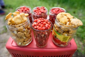 Skausminga žinia lietuviams: miškuose neliks nei grybų, nei uogų