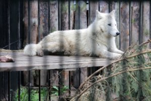 Lietuvos zoologijos sode karštis alina gyvūnus: sunkiausia – arktiniam vilkui