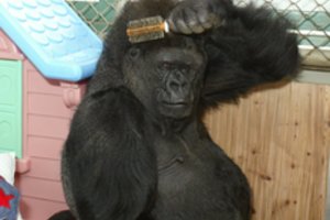 Kalifornijoje nugaišo ženklų kalbą mokėjusi gorila Koko