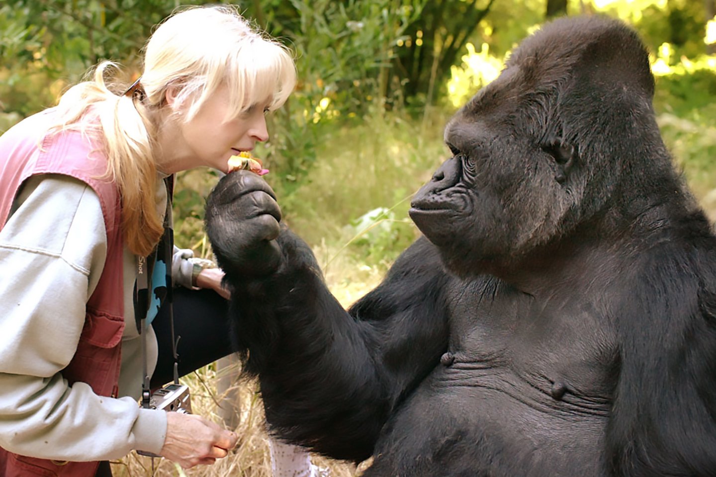  Gorilos Koko mokytoja tapo daktarė Francine Patterson. Visa tai buvo Stanfordo universiteto tyrimų dalis.<br> AFP / Scanpix nuotr.