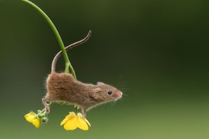 Indijoje žiurkės sugraužė daugiau kaip 16 tūkst. eurų