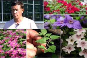 Kaunietis dalijasi patarimu – jo prižiūrimos raganės žiedus krauna lyg pašėlusios  