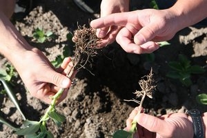 Specialistai: sausrai ūkininkai galėjo pasiruošti iš anksto