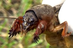 Pernai mano daržą niokojo kurkliai, šiemet jų nėra – atskleisiu, kodėl