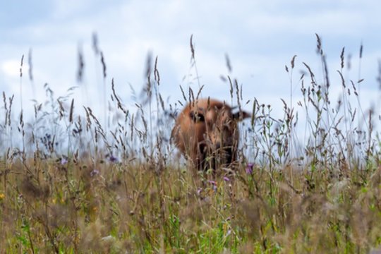 Orai: paskutinė birželio savaitė bus permaininga – laukia nauja karščio banga