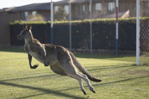 Australijoje į stadioną išbėgusi kengūra pristabdė moterų futbolo varžybas